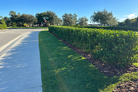 Lawn Service Lakeland FL