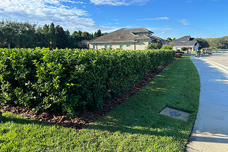 Lawn Service Lakeland FL